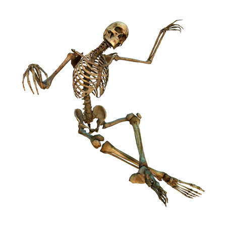 3D rendering of a human skeleton isolated on white backgroundの写真素材