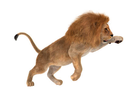 3D rendering of a male lion isolated on white backgroundの写真素材