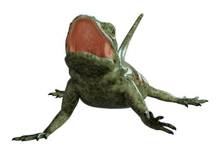 3D rendering of a large lizard chuckwalla isolated on white background