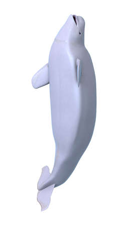 3D rendering of a beluga white whale isolated on white backgroundの写真素材