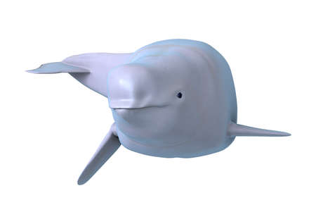 3D rendering of a beluga white whale isolated on white backgroundの写真素材
