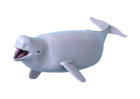 3D rendering of a beluga white whale isolated on white backgroundの写真素材