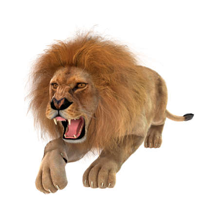 3D rendering of a male lion isolated on white backgroundの写真素材