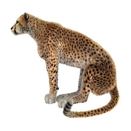 3D rendering of a big cat cheetah isolated on white backgroundの写真素材