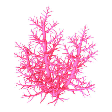 3D rendering of a pink coral isolated on white backgroundの写真素材