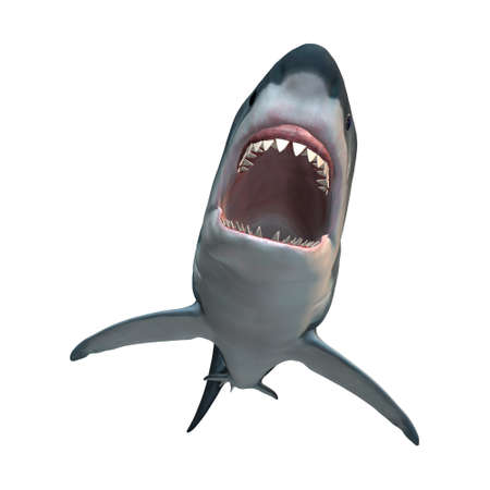 3D rendering of a great white shark isolated on white backgroundの写真素材
