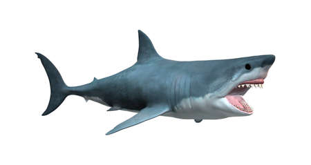 3D rendering of a great white shark isolated on white backgroundの写真素材