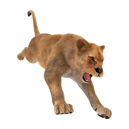 3D rendering of a female lion hunting isolated on white backgroundの写真素材
