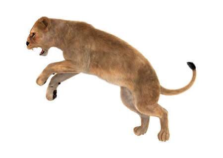 3D rendering of a female lion hunting isolated on white backgroundの写真素材