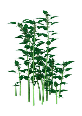 3D rendering of Urtica dioica, or common nettle or stinging nettle isolated on white backgroundの写真素材