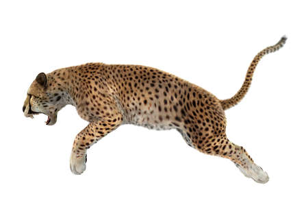 3D rendering of a cheetah jumping isolated on white backgroundの写真素材