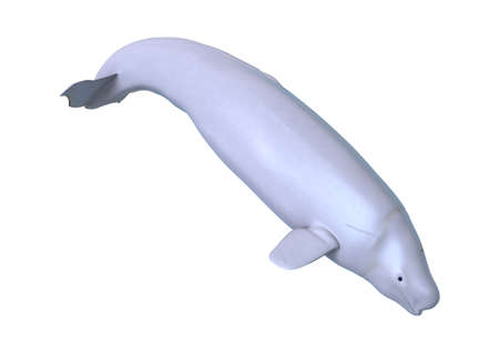 3D rendering of a beluga white whale isolated on white backgroundの写真素材