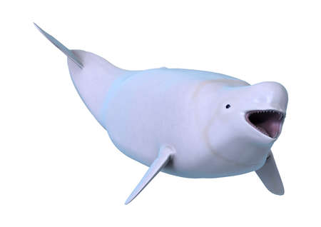 3D rendering of a beluga white whale isolated on white backgroundの写真素材