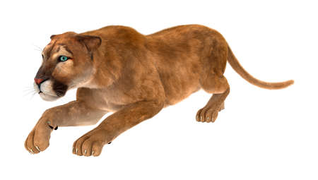 3D rendering of a big cat puma isolated on white backgroundの写真素材