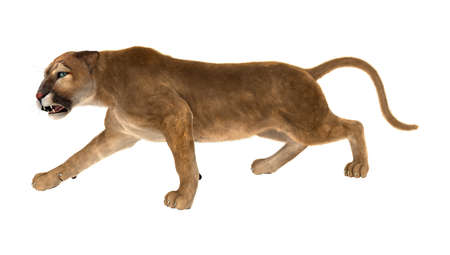 3D rendering of a big cat puma isolated on white backgroundの写真素材