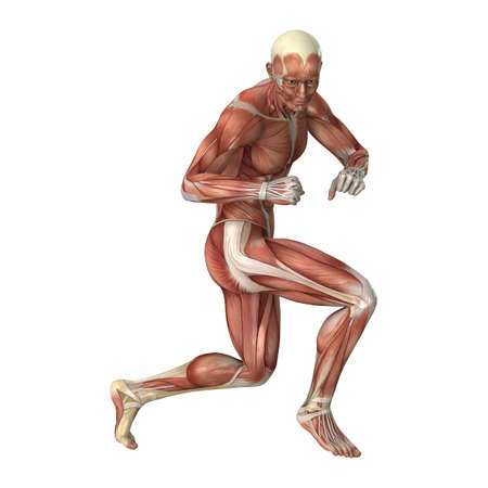3D rendering of a male figure with muscle maps isolated on white backgroundの写真素材