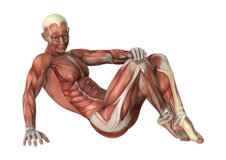 3D rendering of a male figure with muscle maps isolated on white backgroundの写真素材
