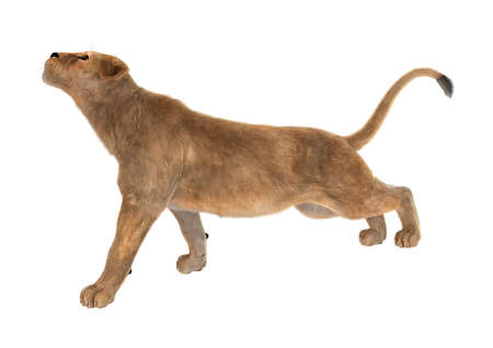 3D rendering of a female lion isolated on white backgroundの写真素材