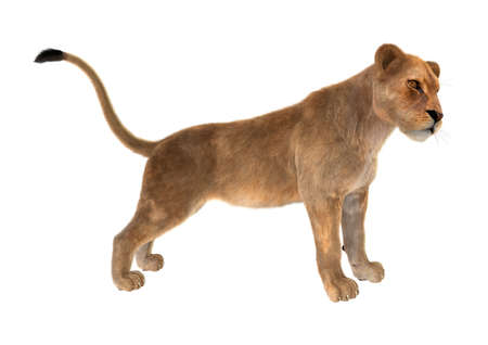 3D rendering of a female lion isolated on white backgroundの写真素材