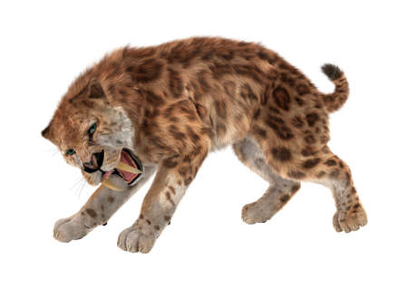 3D rendering of a saber tooth tiger isolated on white backgroundの写真素材