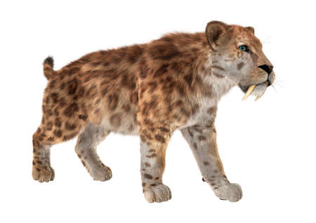 3D rendering of a saber tooth tiger isolated on white backgroundの写真素材