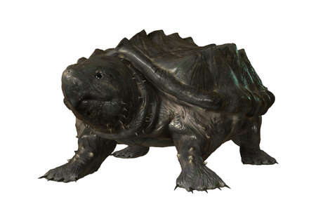 3D rendering of an alligator snapping turtle or Macrochelys temminckii isolated on white background