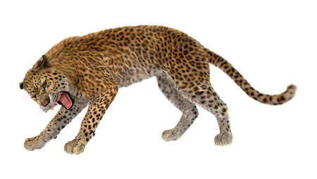 3D rendering of a big cat leopard isolated on white backgroundの写真素材
