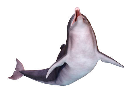 3D rendering of a dolphin isolated on white backgroundの写真素材