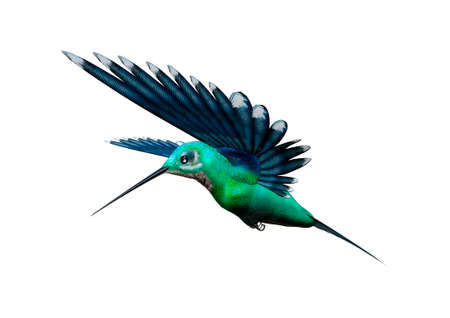 3D rendering of a humming bird isolated on white backgroundの写真素材