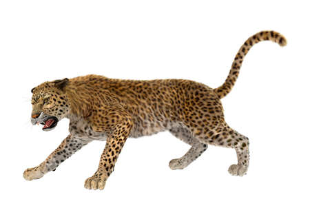3D rendering of a big cat leopard isolated on white backgroundの写真素材