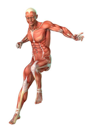 3D rendering of a male figure with muscle maps isolated on white backgroundの写真素材