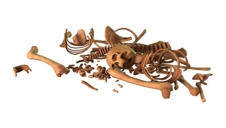 3D rendering of parts of a human skeleton isolated on white background