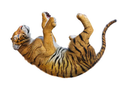 3D rendering of a big cat tiger isolated on white backgroundの写真素材