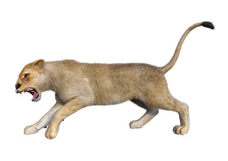 3D rendering of a female lion isolated on white backgroundの写真素材