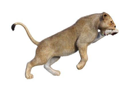 3D rendering of a female lion isolated on white backgroundの写真素材