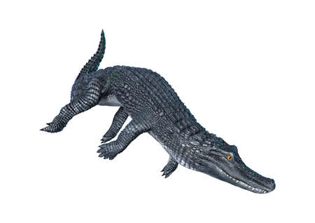 3D rendering of an alligator caiman isolated on white backgroundの写真素材