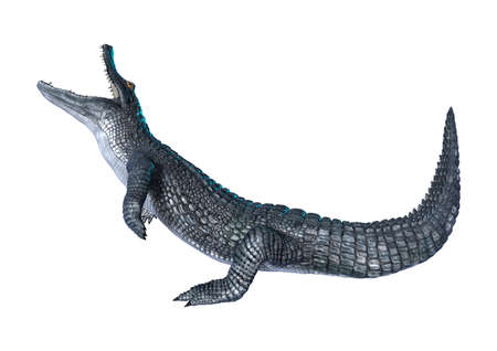 3D rendering of an alligator caiman isolated on white backgroundの写真素材