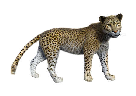 3D rendering of a big cat leopard isolated on white background