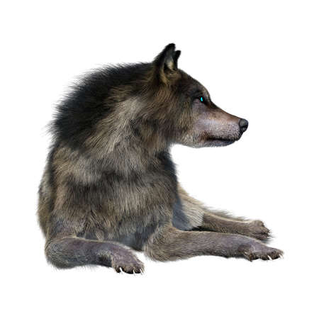 3D rendering of a gray wolf isolated on white background