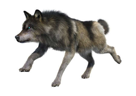 3D rendering of a gray wolf isolated on white background