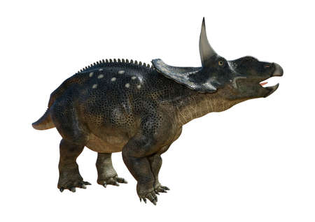 3D rendering of a dinosaur Diceratops isolated on white backgroundの写真素材