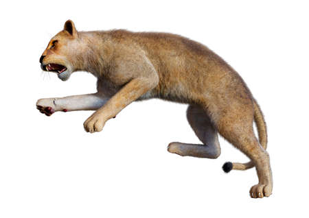 3D rendering of a female lion isolated on white backgroundの写真素材