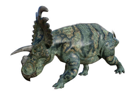 3D rendering of a dinosaur Albertaceratops isolated on white backgroundの写真素材