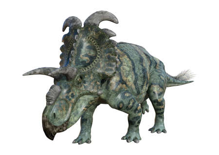 3D rendering of a dinosaur Albertaceratops isolated on white backgroundの写真素材