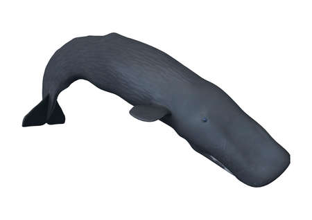 3D rendering of a sperm whale or Physeter macrocephalus or cachalot isolated on white backgroundの写真素材