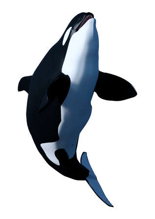 3D rendering of an orca killer whale calf isolated on white background