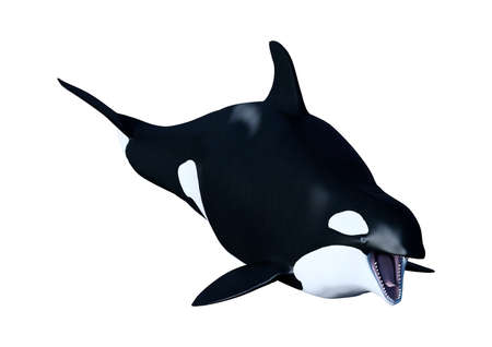 3D rendering of an orca killer whale calf isolated on white backgroundの写真素材