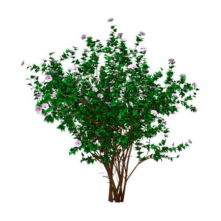 3D rendering of a green hibiscus bush with flowers isolated on white backgroundの写真素材