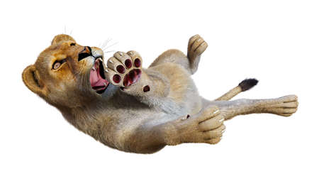 3D rendering of a female lion isolated on white backgroundの写真素材