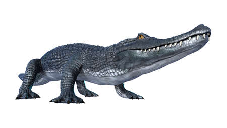 3D rendering of an alligator caiman isolated on white backgroundの写真素材